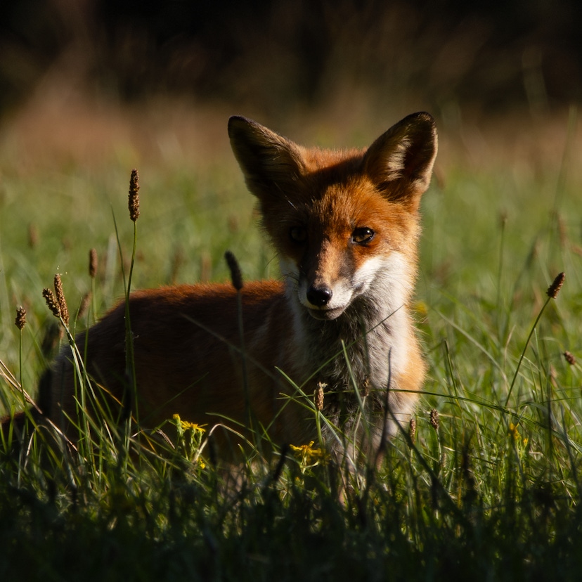 A fox in tall grass looking straight at the person taking the photo.