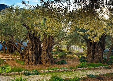 Link for The Garden of Gethsemane