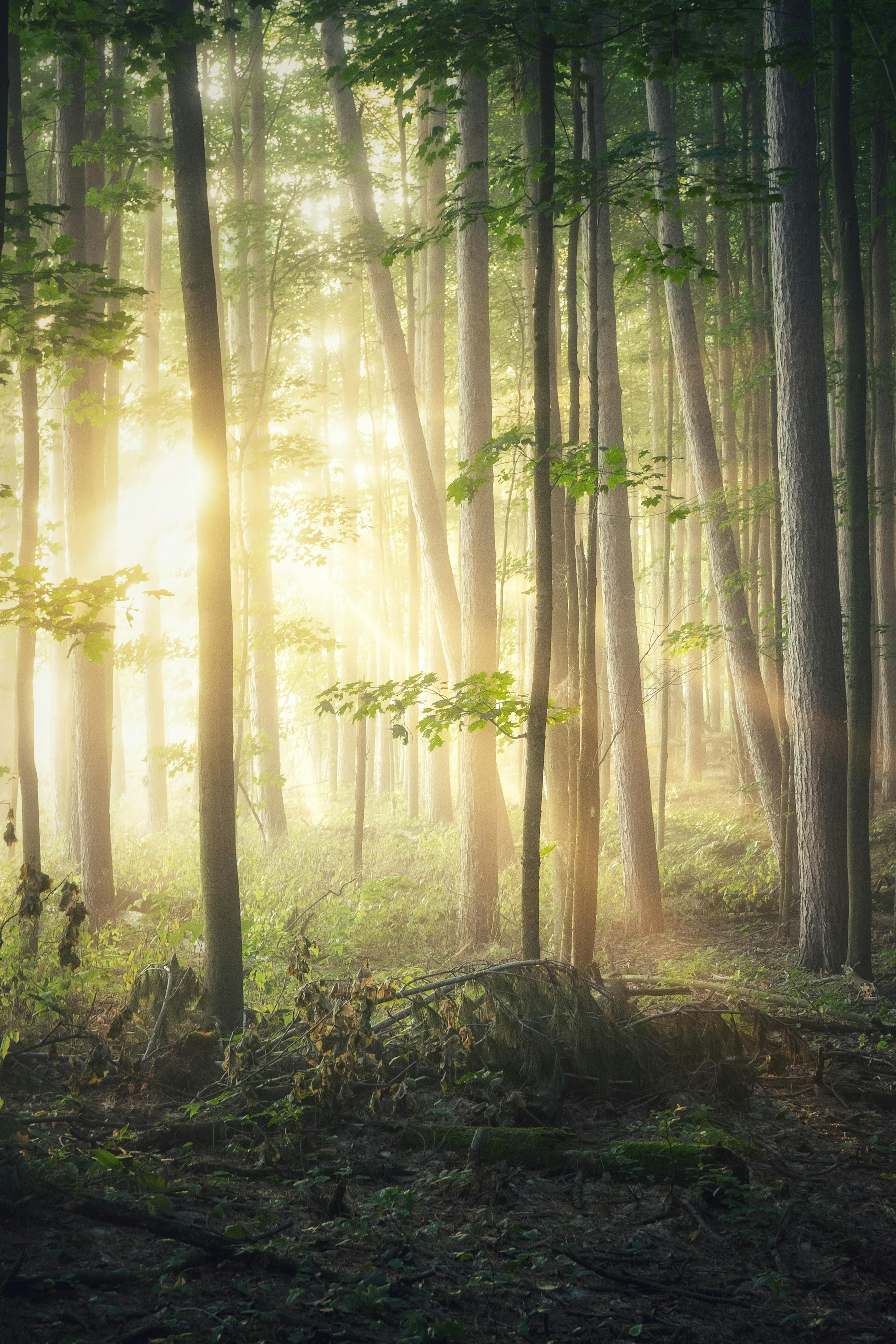 forest with sunlight