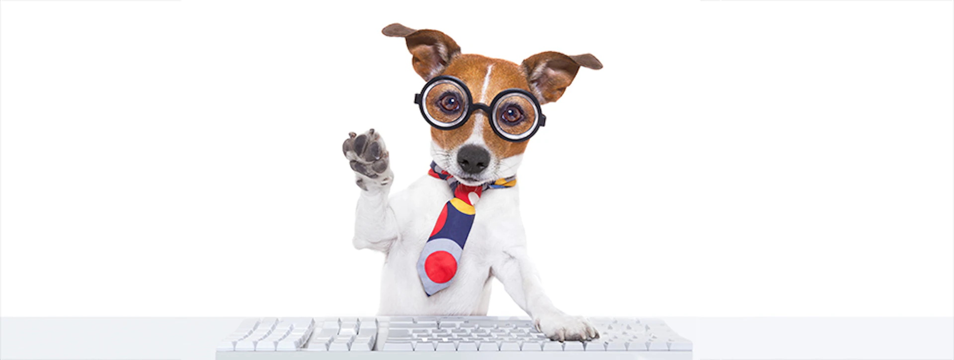 Search Dog Ankle Surgeon London