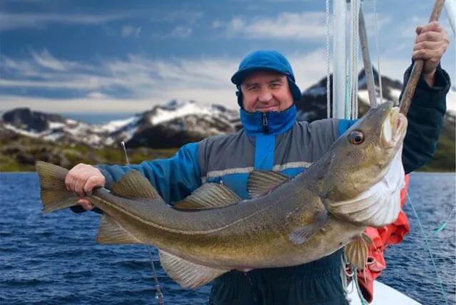 A man in a blue rain jacket holding a large cod on a boat with calm sea and snow-capped mountains in the background.