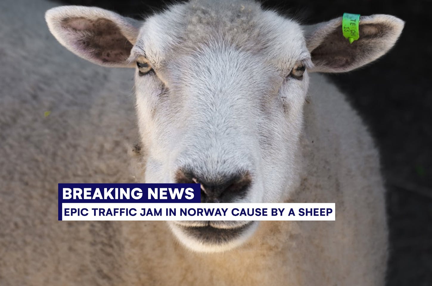 Funny Norwegian news during the silly season