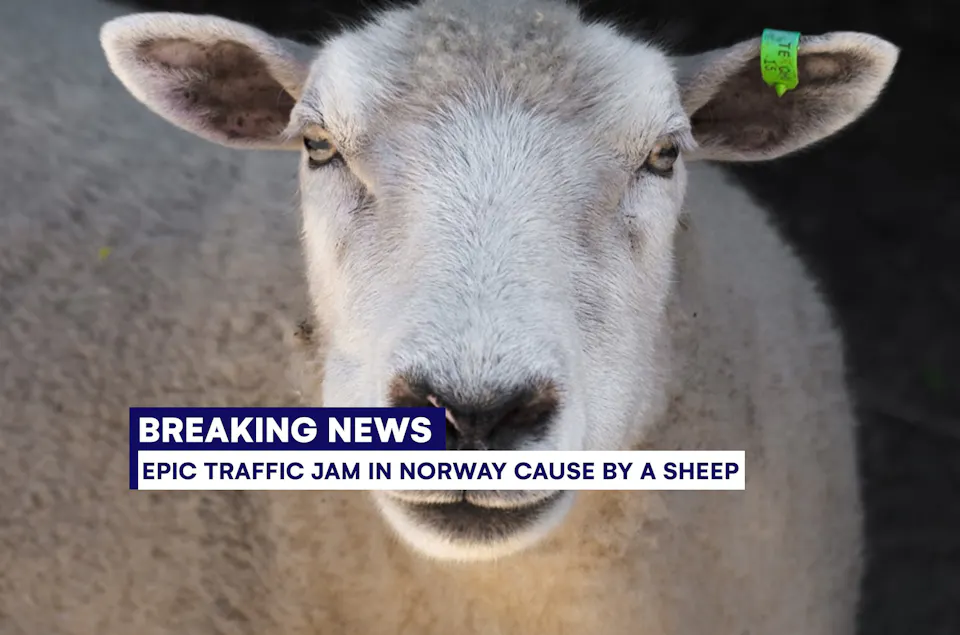 White sheep with a yellow identification ear tag facing the camera on a road, with a Breaking News banner overlay.