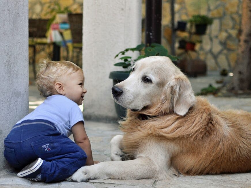 un bébé et un chien