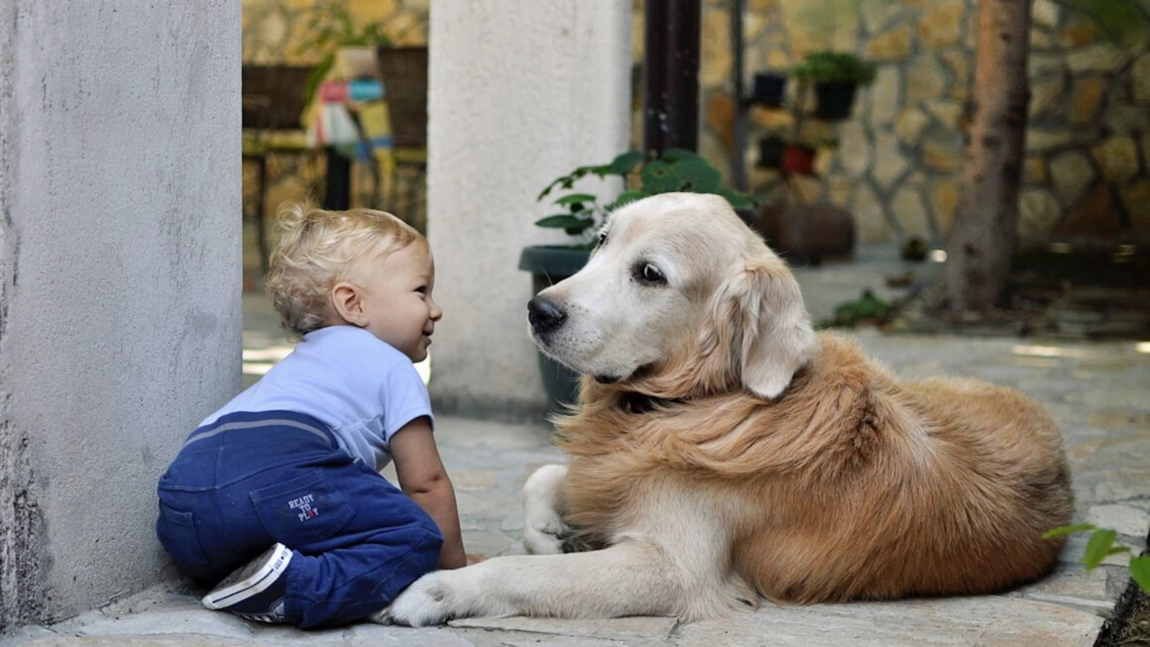 un bébé et un chien