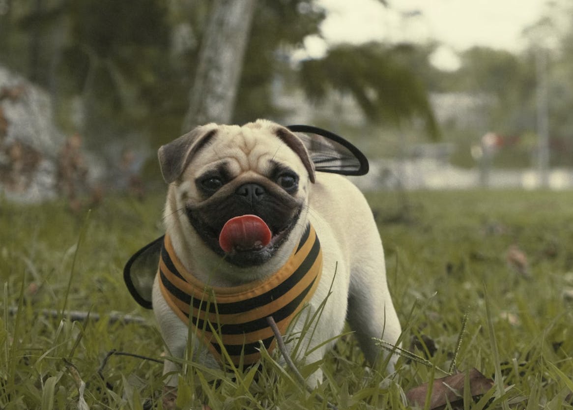 James Tiono - unsplash - chien et guêpe