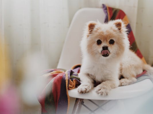 Petit chien sur une chaise 