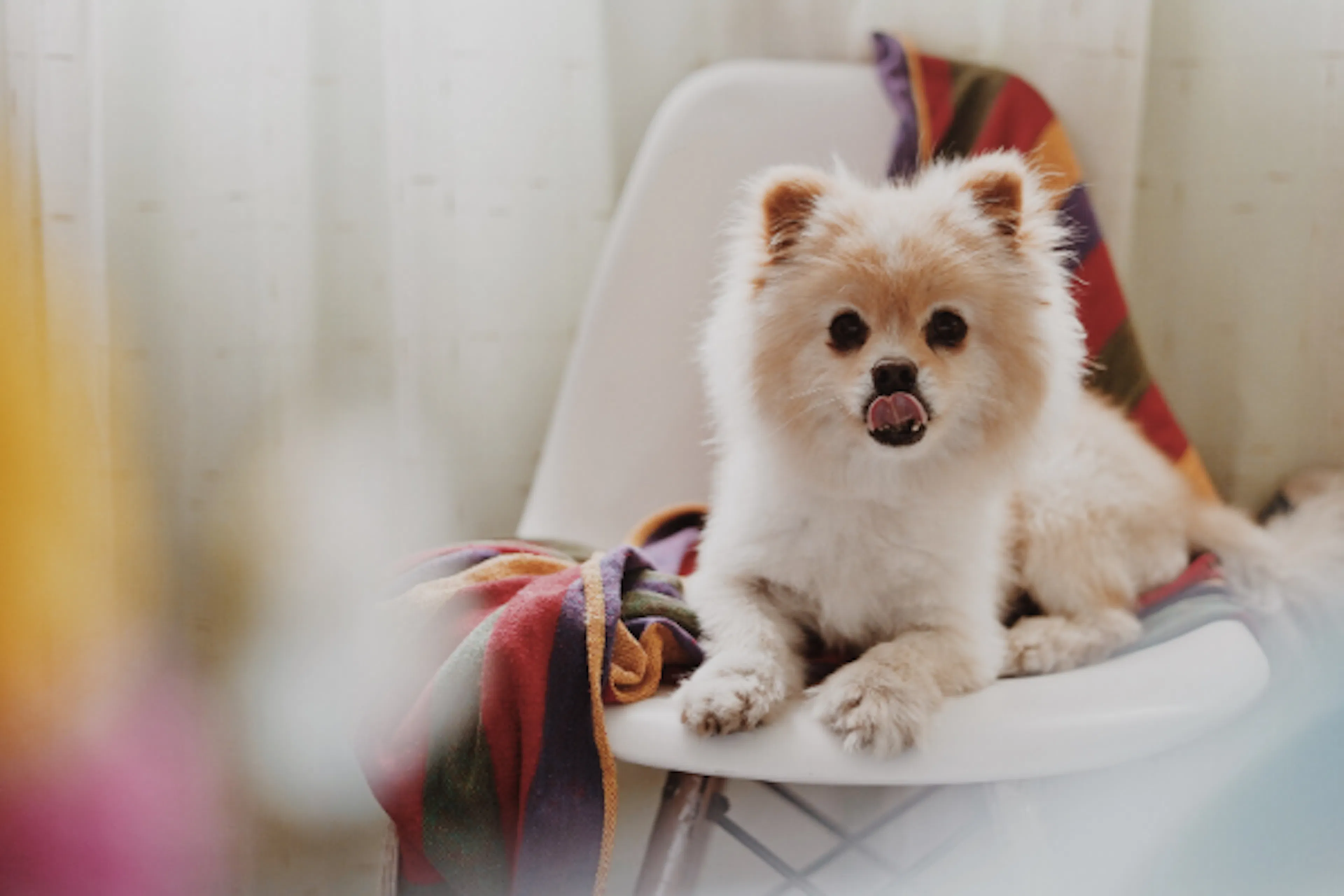 Petit chien sur une chaise 