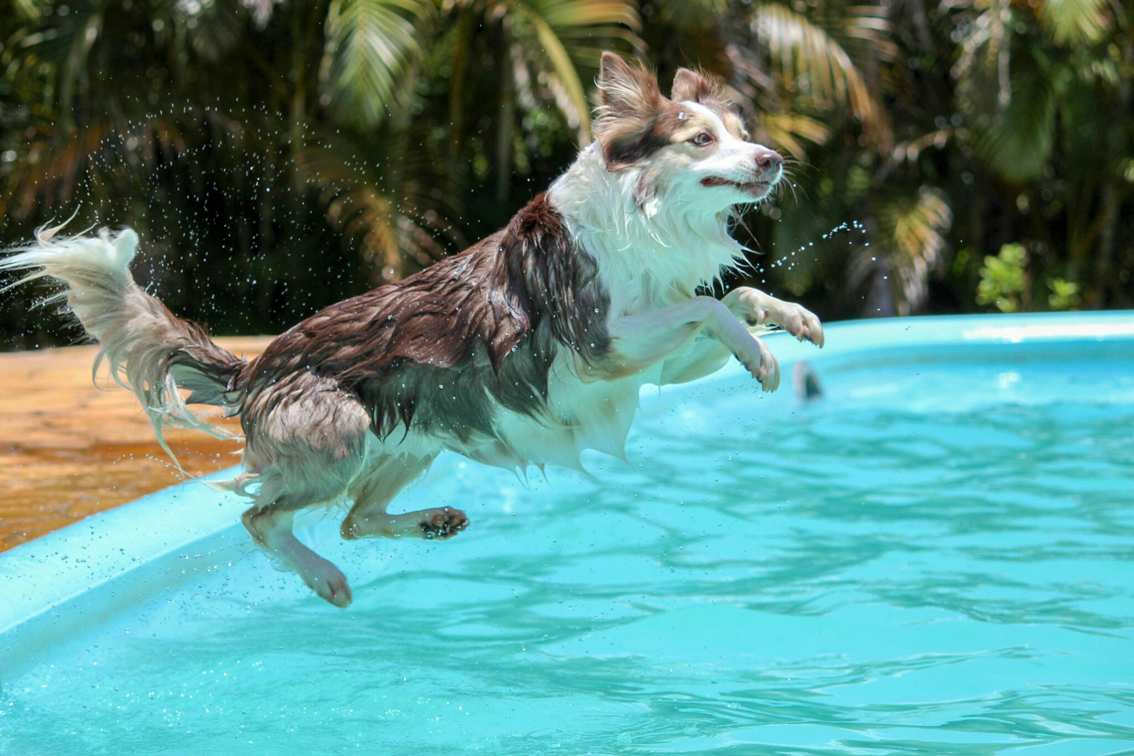 chien qui saute dans une piscine