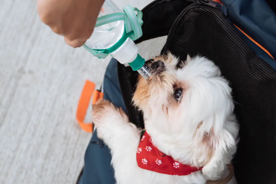 chien qui boit - Treddy Chen - Unsplash