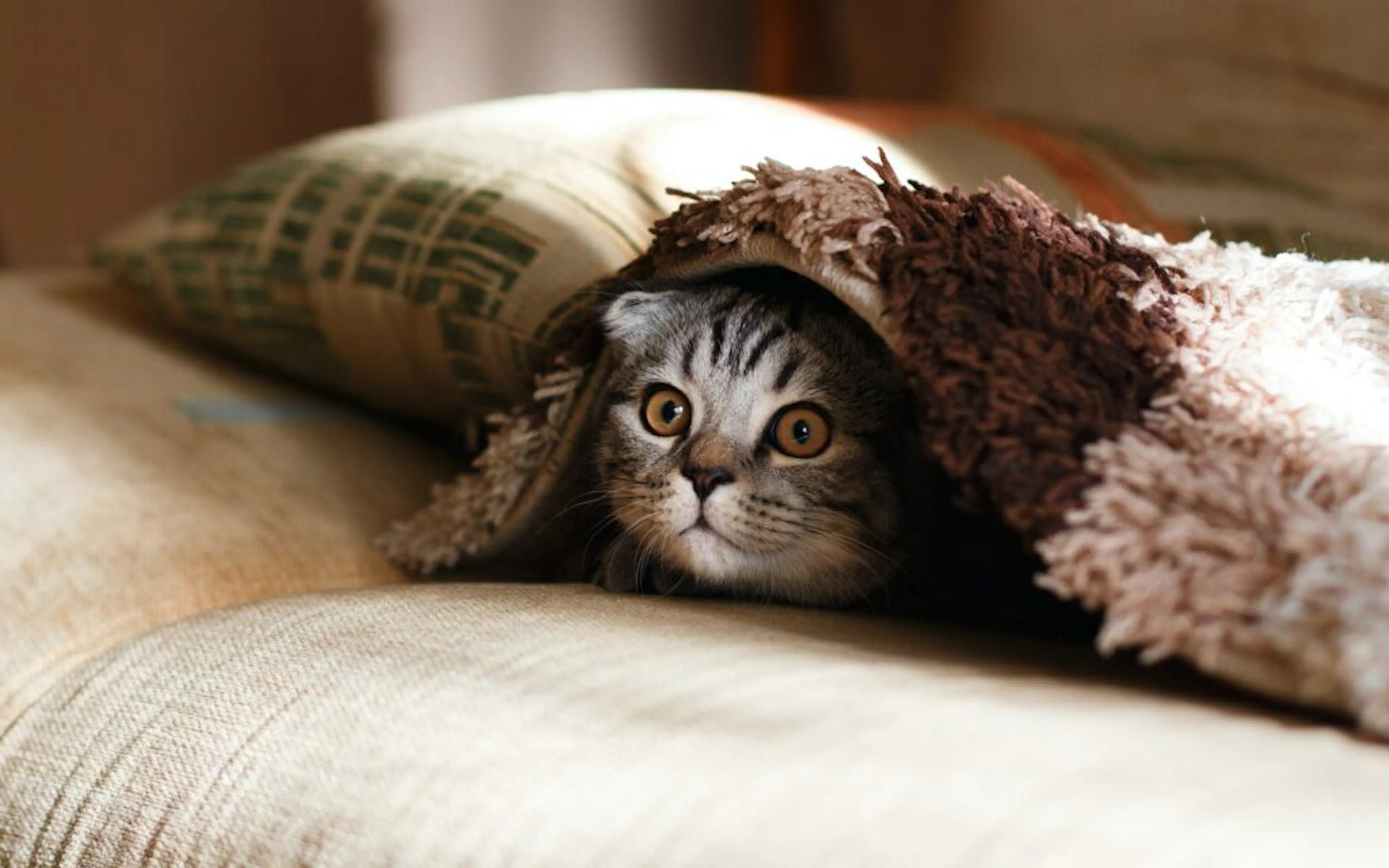 Chat dans un appartement