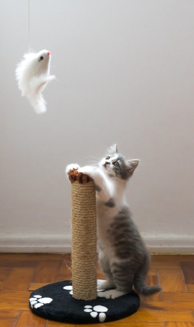 chat qui s'amuse avec un arbre à chat et une souris