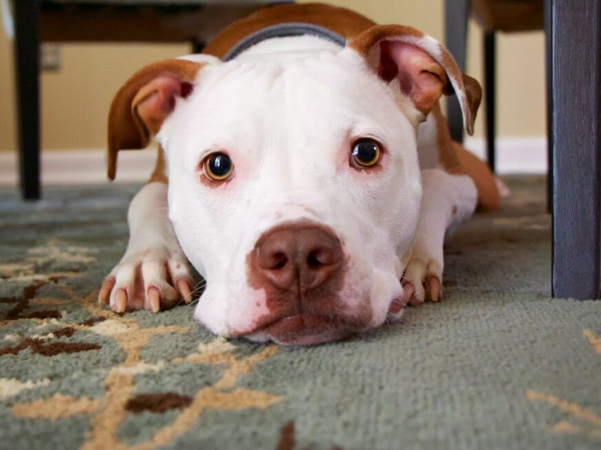 Chien allongé sur un tapis 