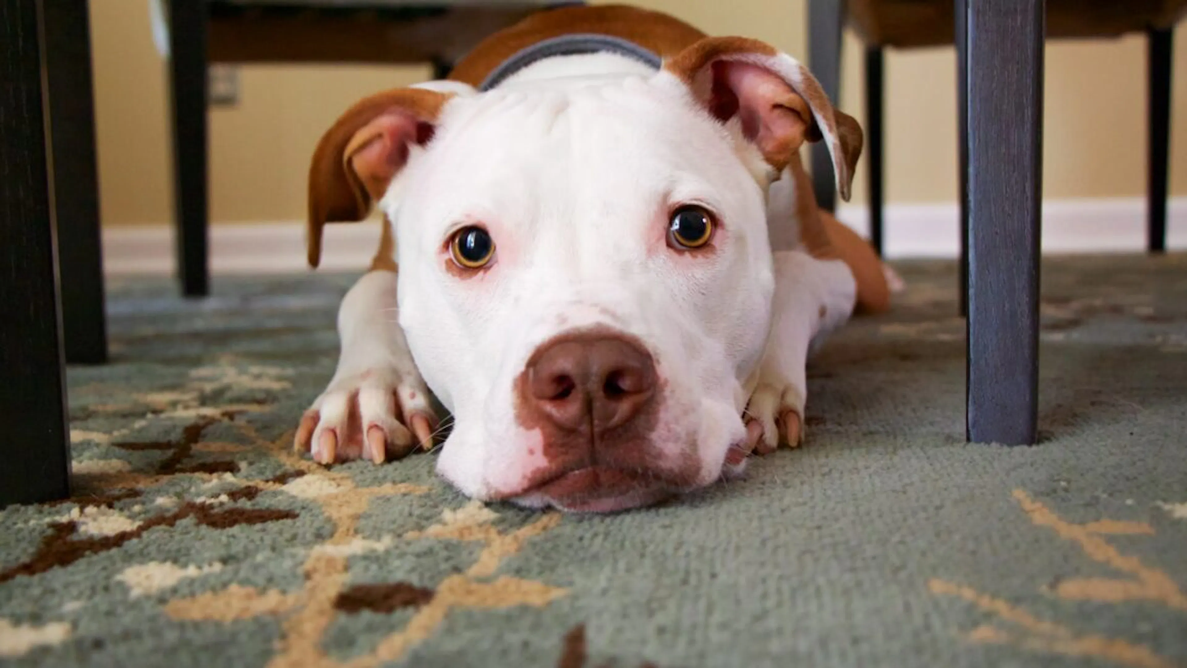 Chien allongé sur un tapis 