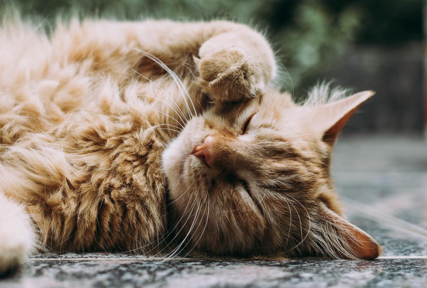 chats roux