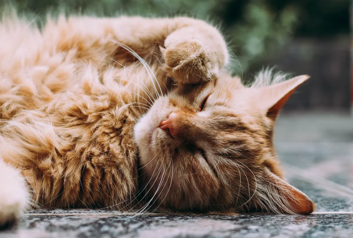 chats roux
