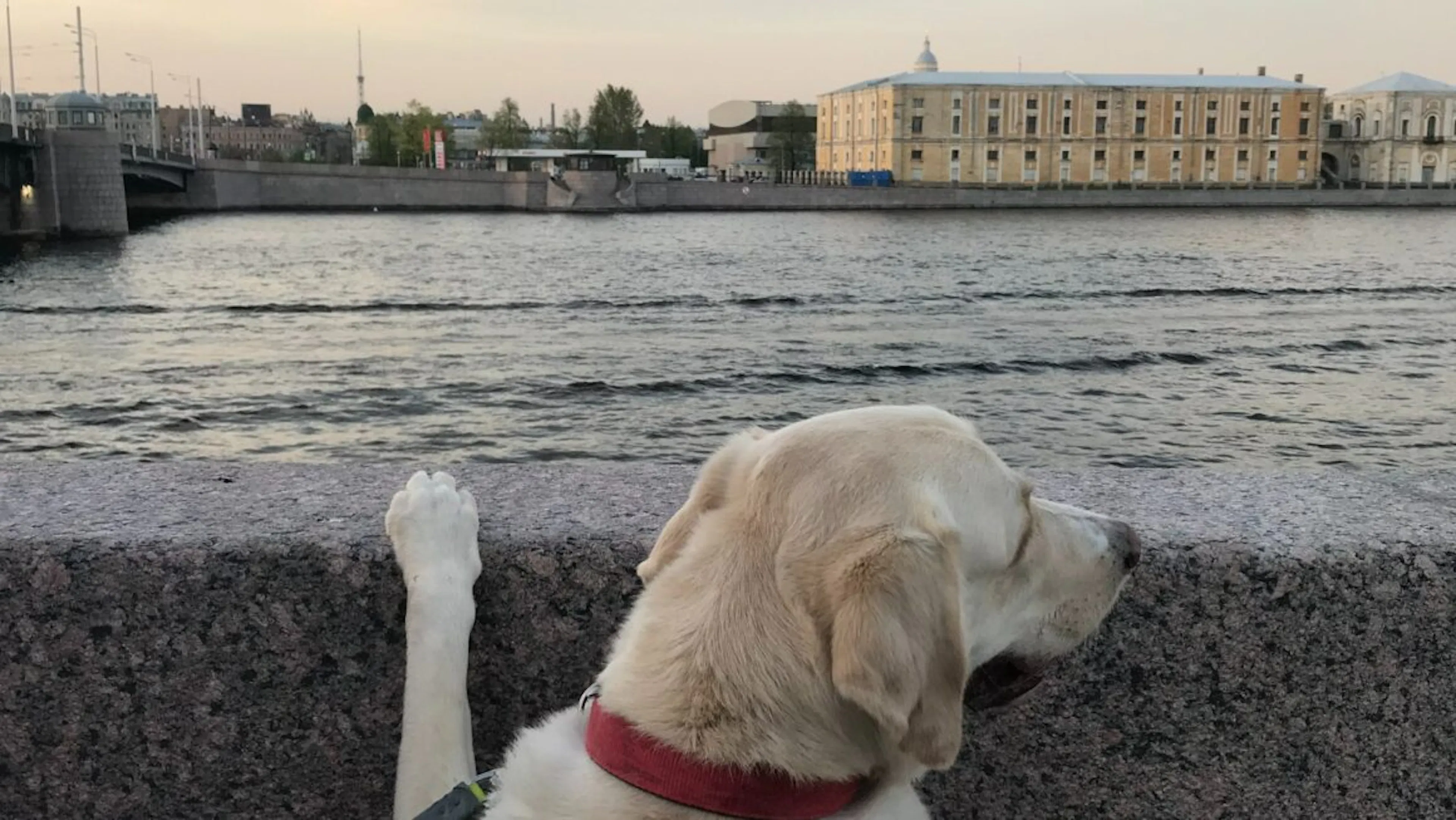 Chien en ville