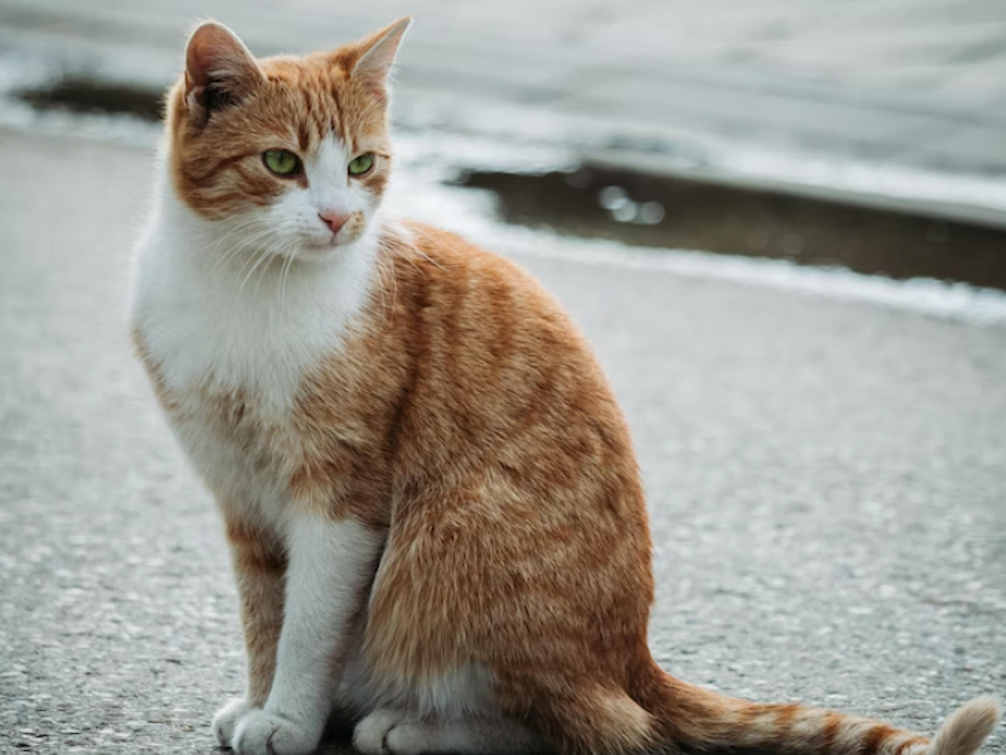 chat roux sur la route