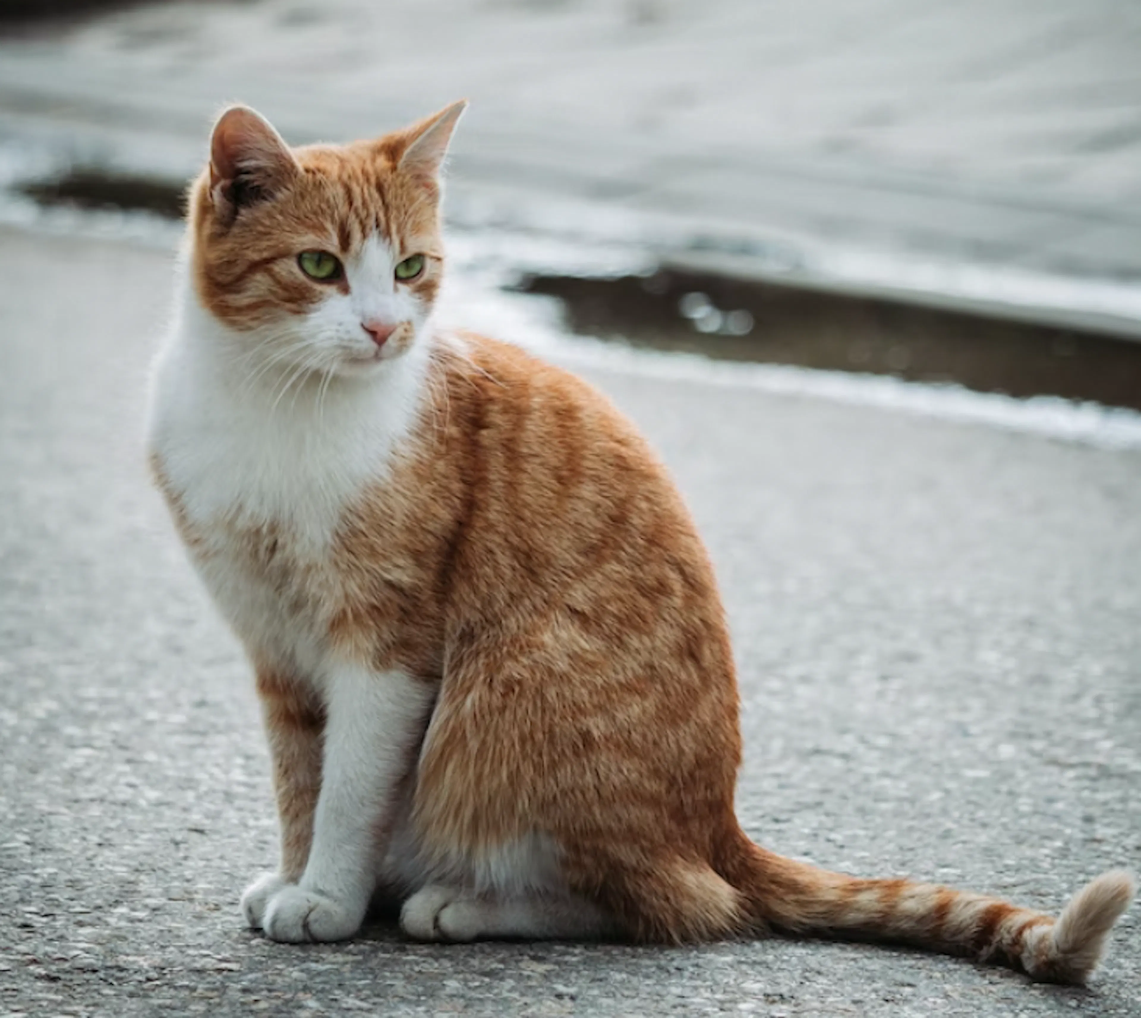chat roux sur la route