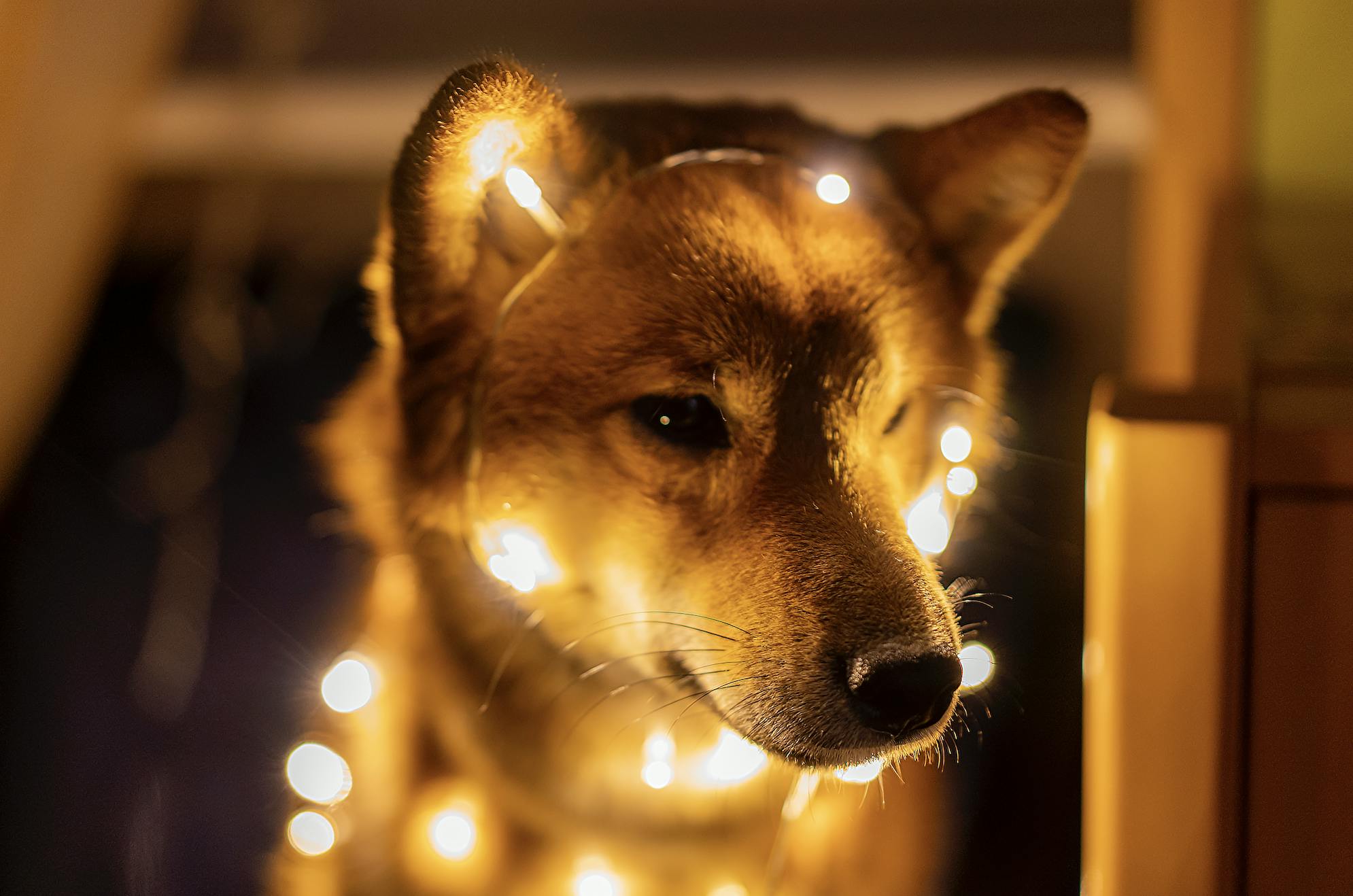 Anastasiia Krutota – chien nouvel an – unsplash