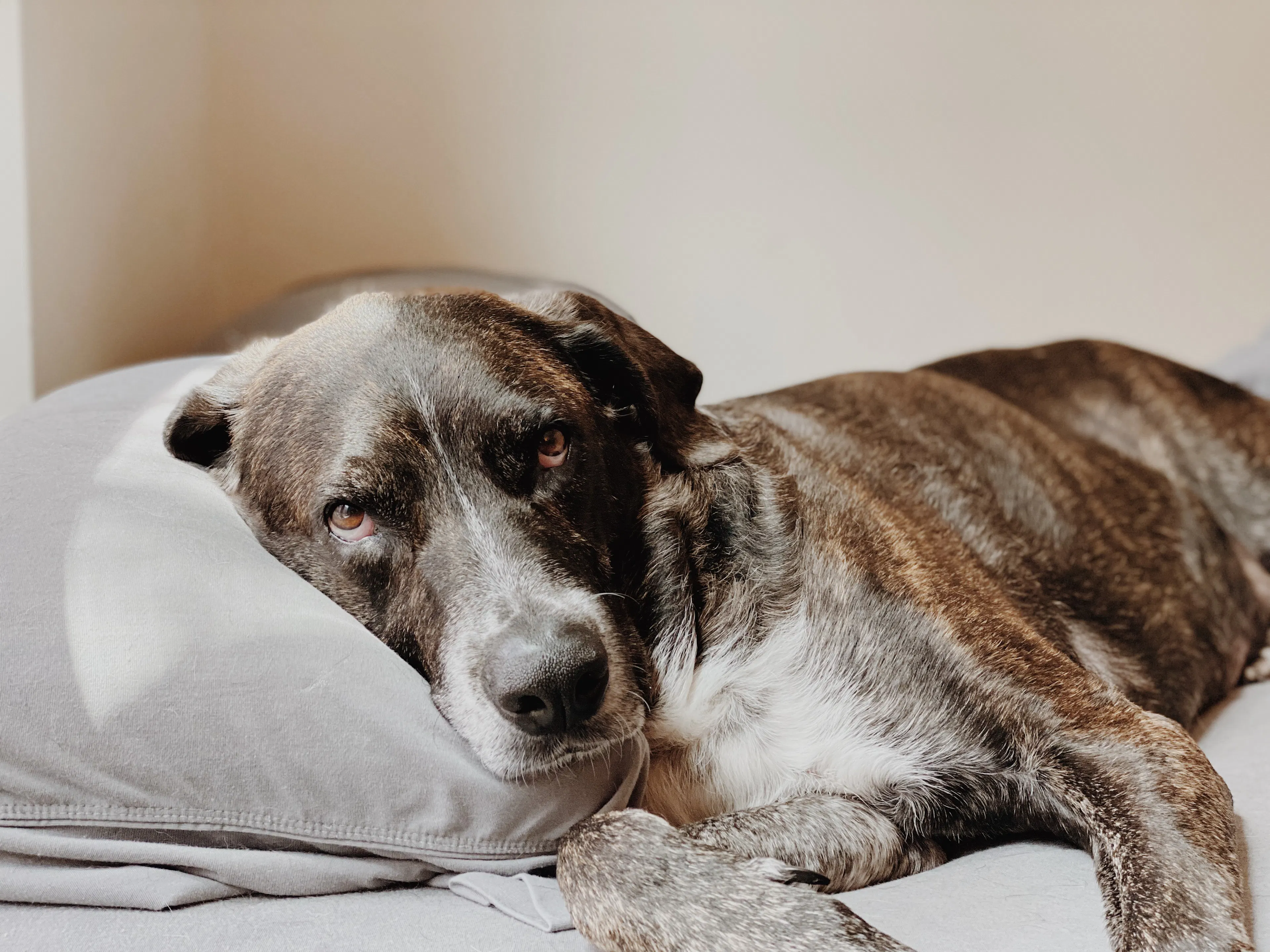 un chien dort sur un lit