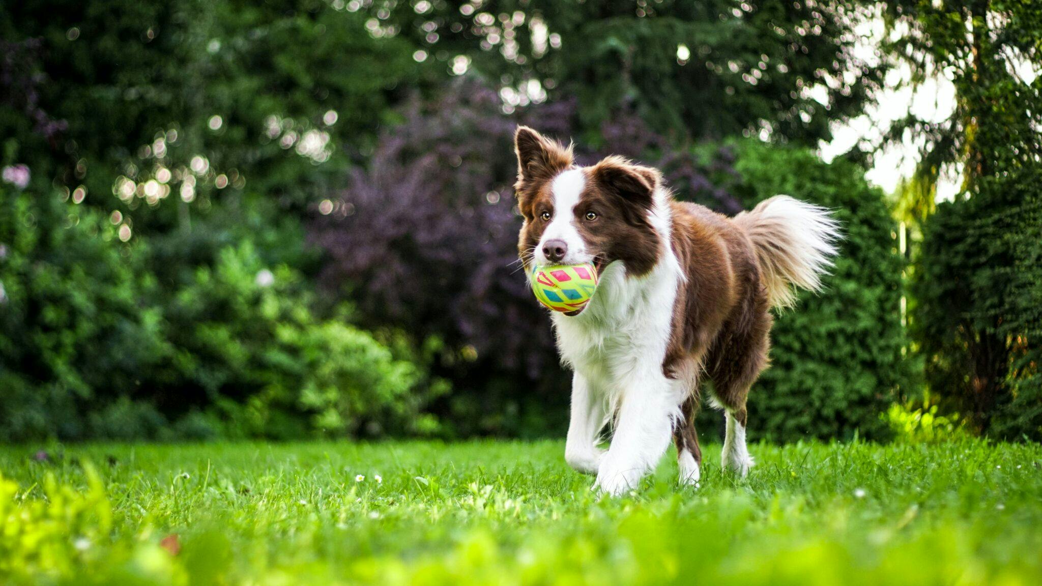 Un chien qui court dans un jardin, une balle dans la gueule