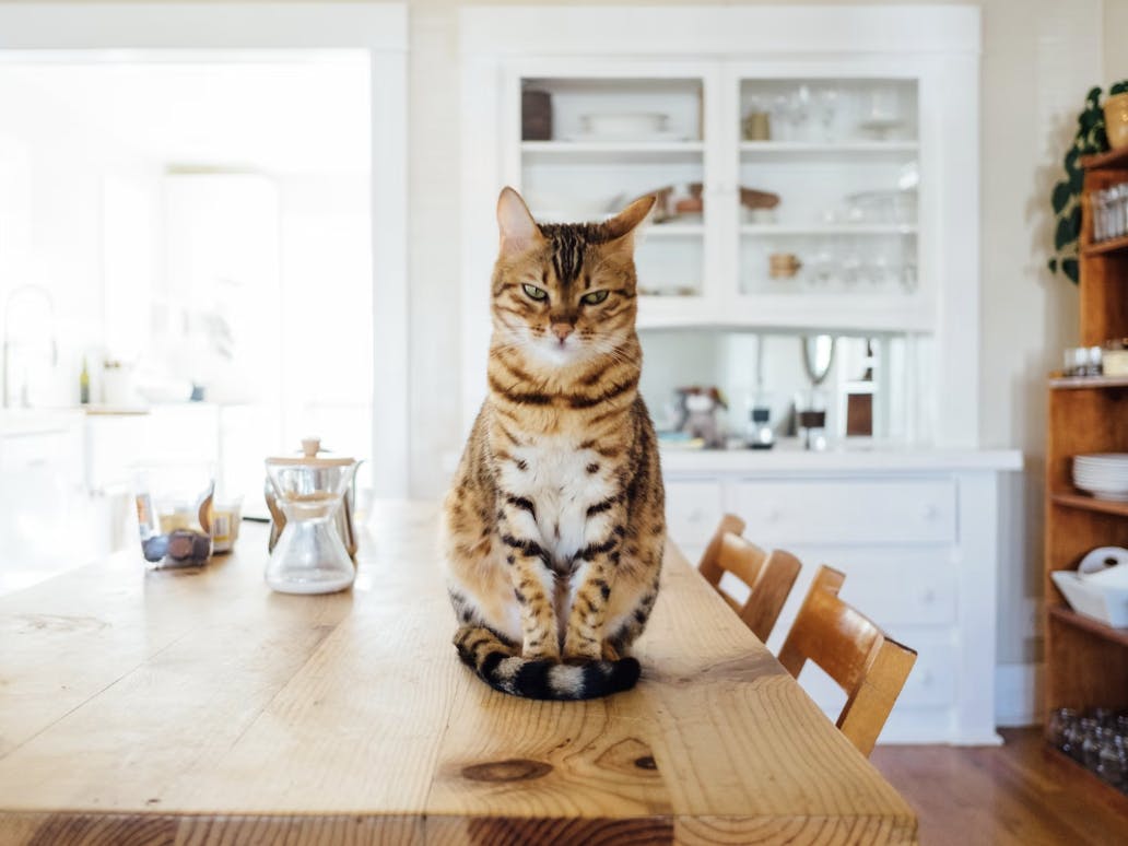 Paul Hanaoka  - unsplash - chat dans la cuisine