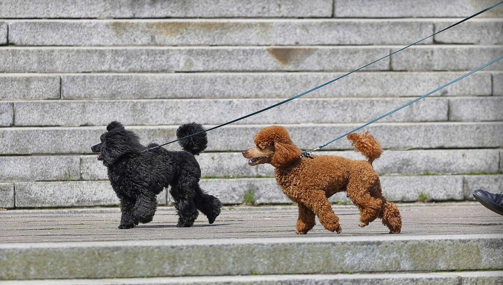 deux caniches sur un trottoir Source : Pixabay – Sharkolot