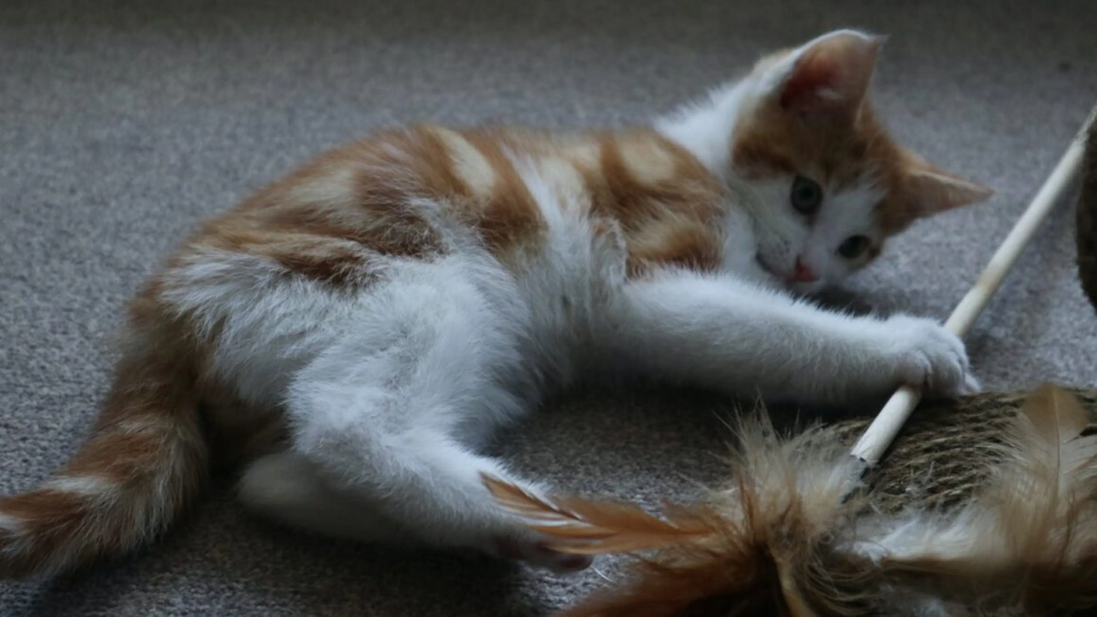 chat qui s'amuse