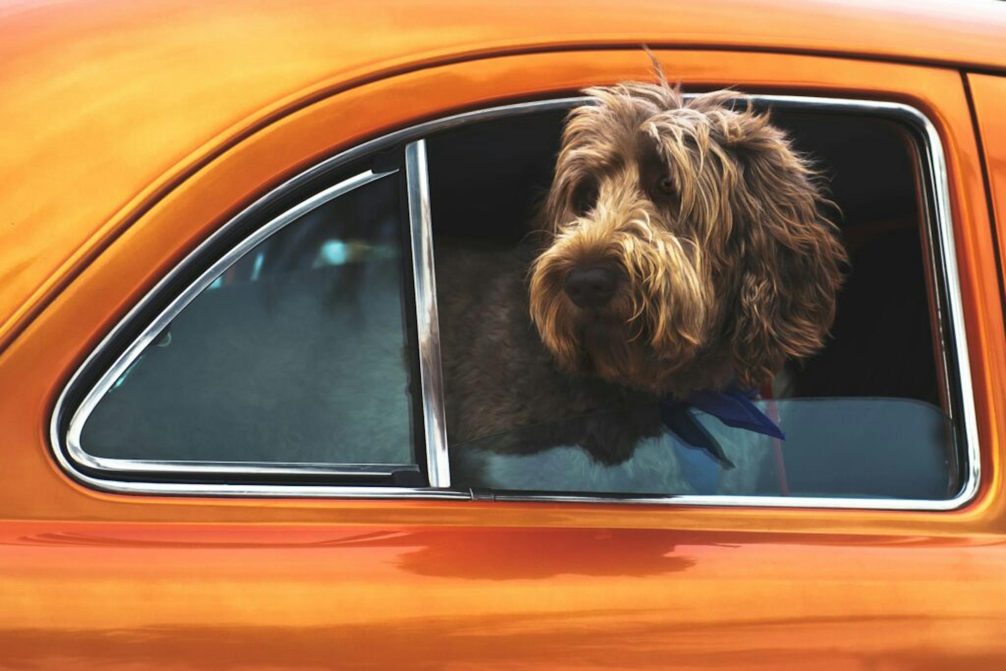 chien en voiture par Tim Mossholder