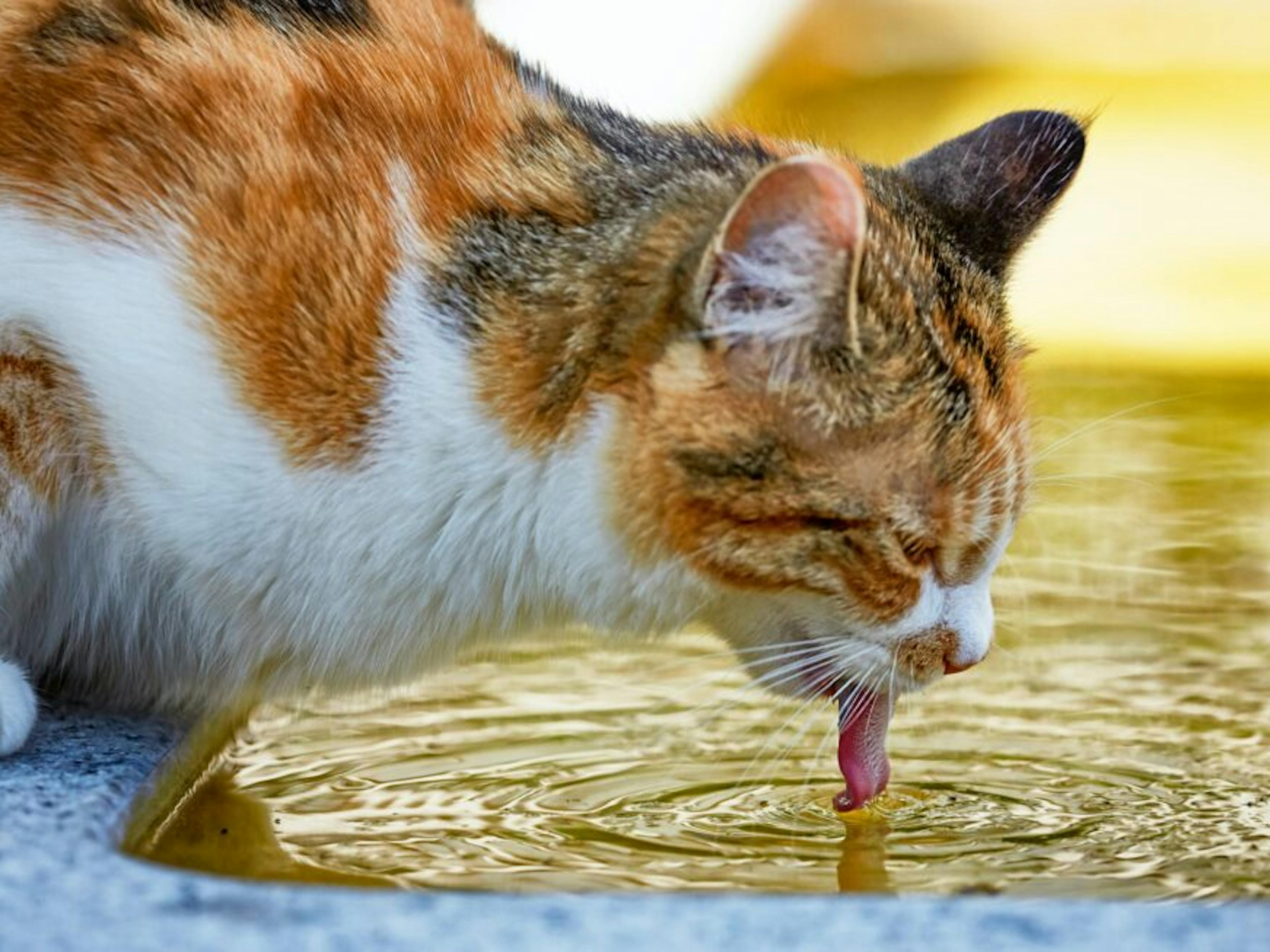 chat qui boit 