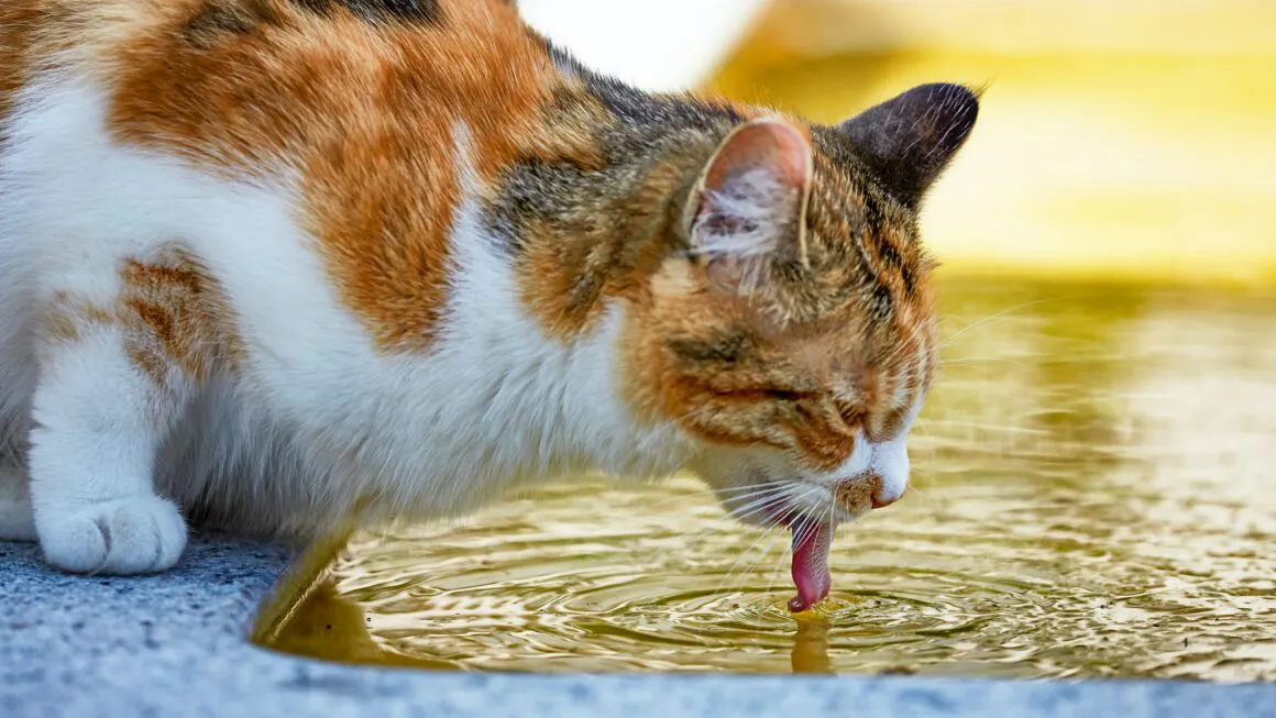 chat qui boit