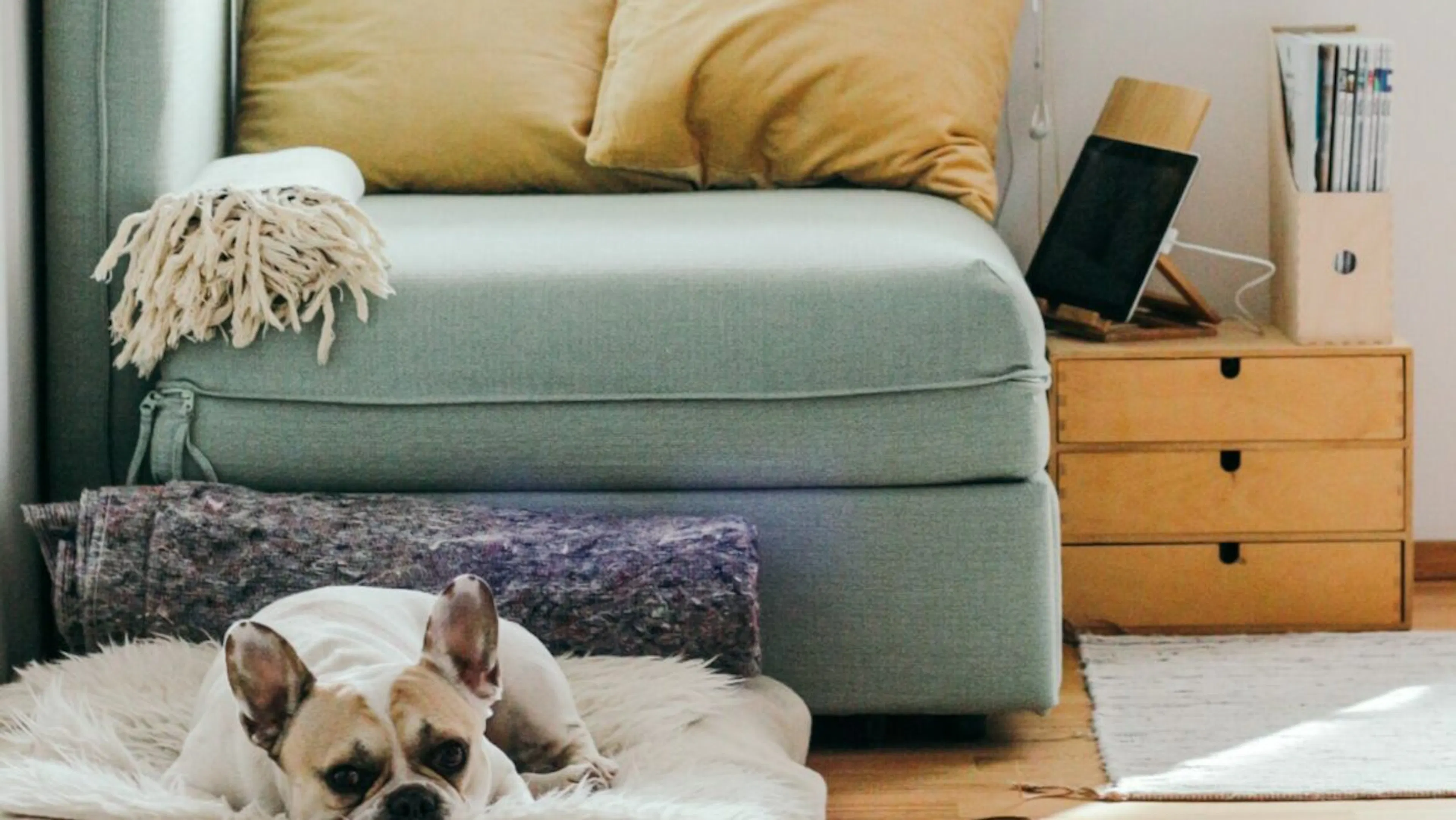 chien à la maison