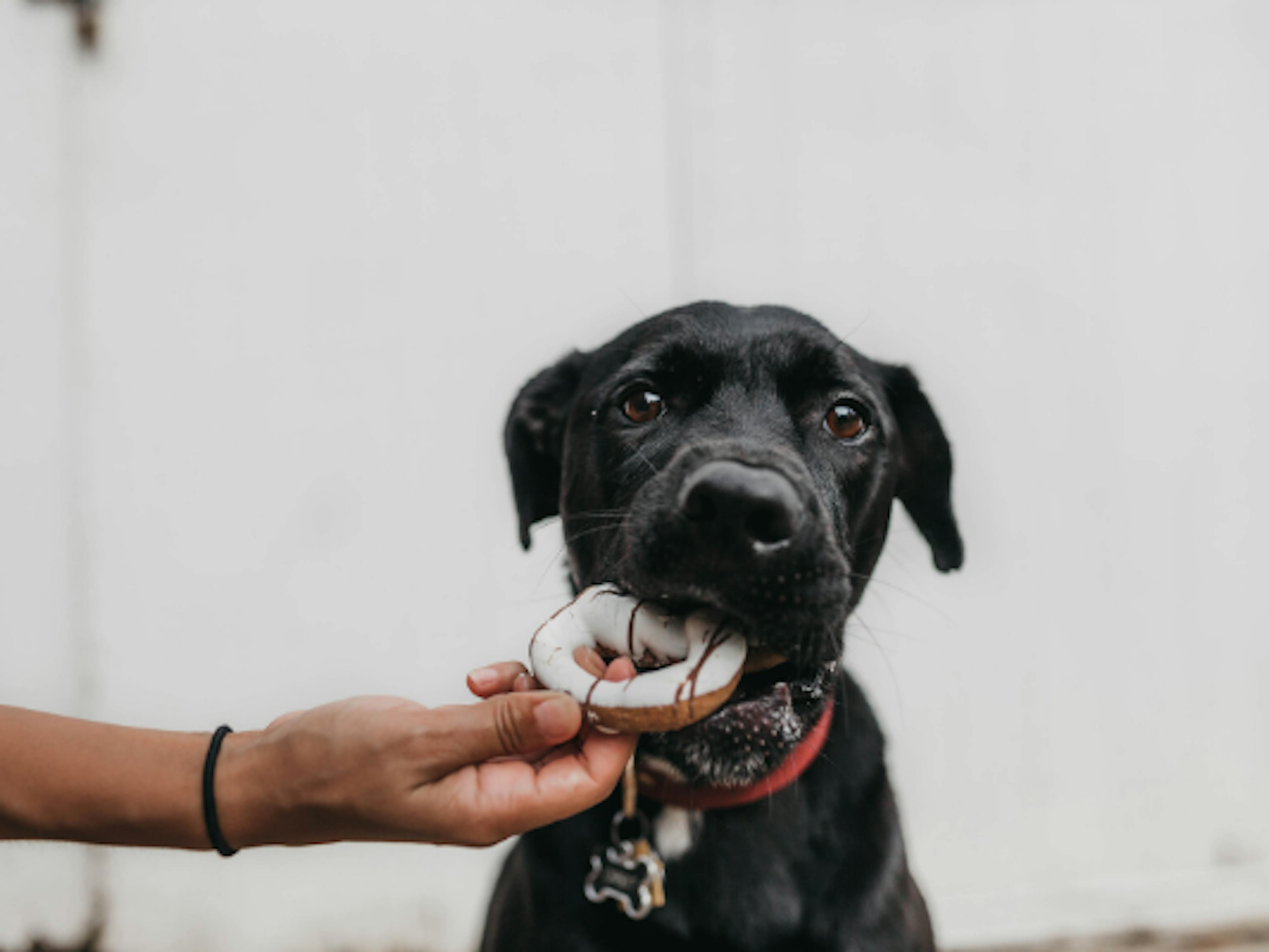 Chien qui mange un donut