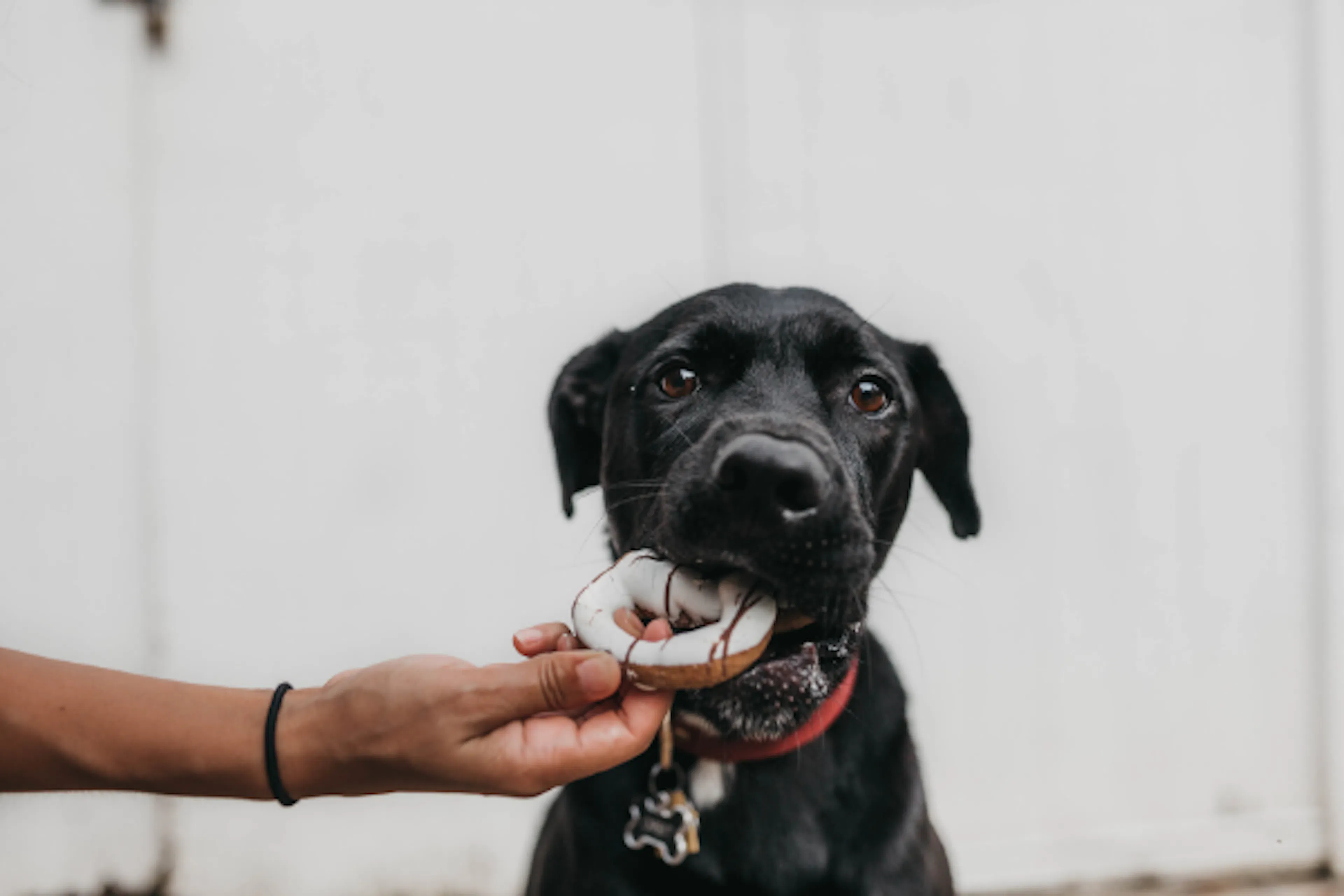Chien qui mange un donut
