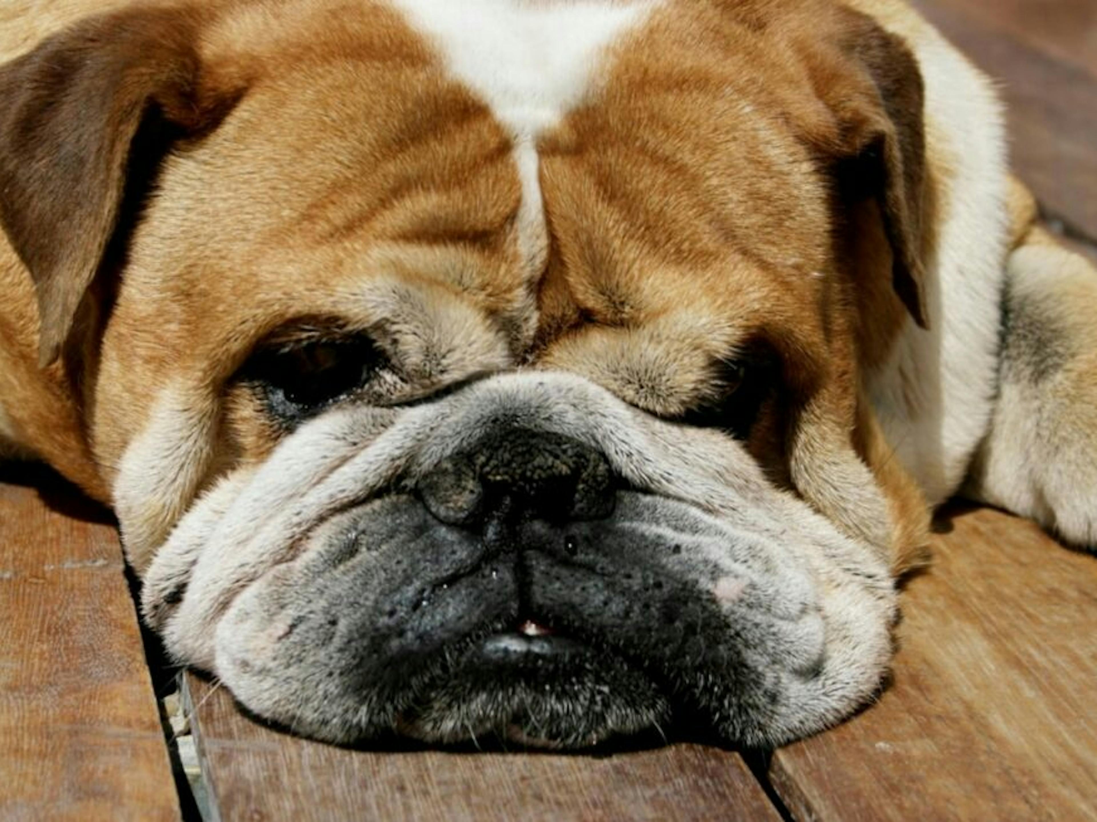 Chien qui dort sur un parquet