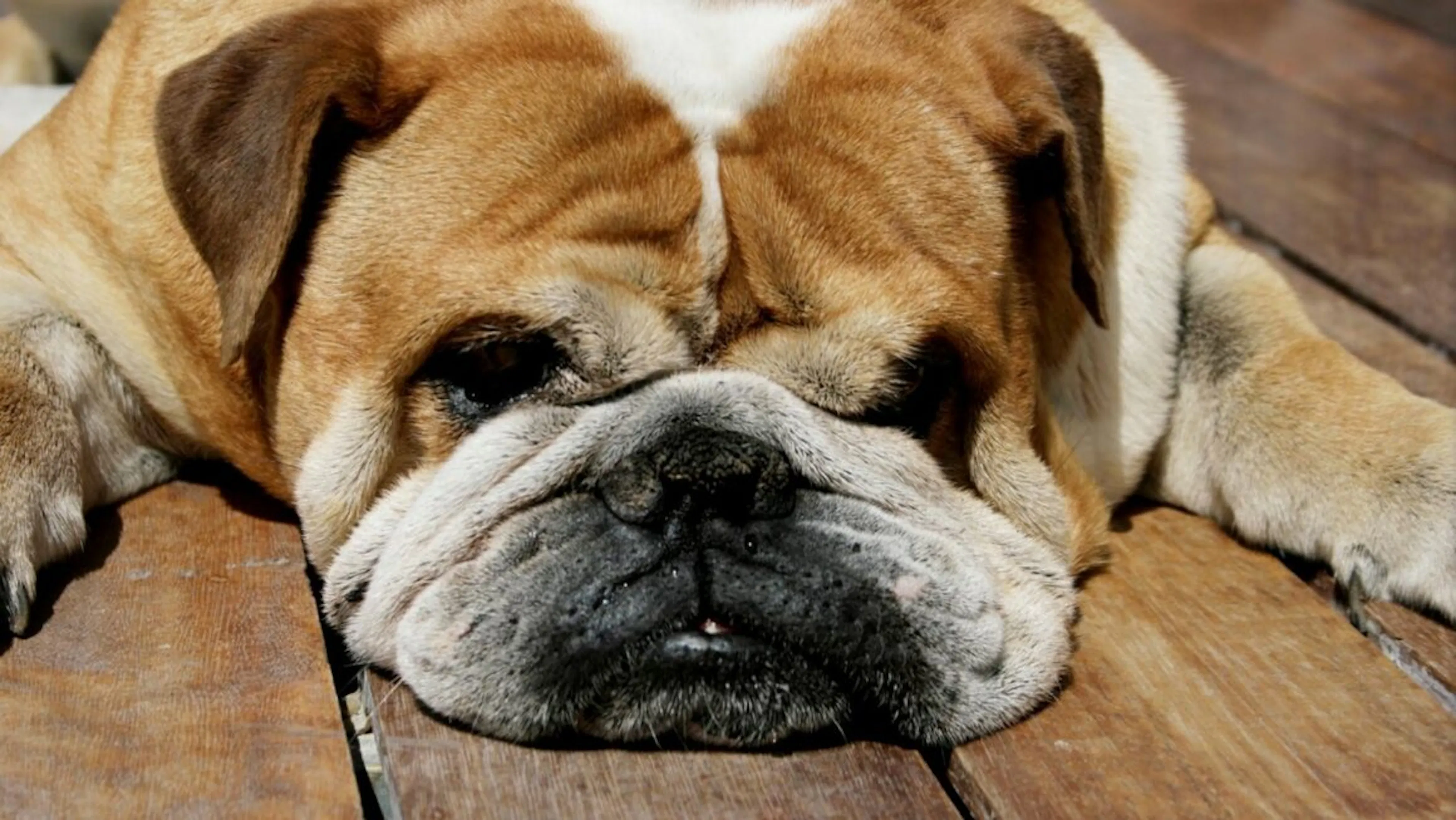 Chien qui dort sur un parquet