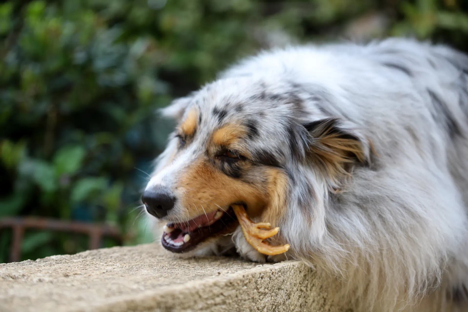 Cani-Gourmand – chien en train de mastiquer