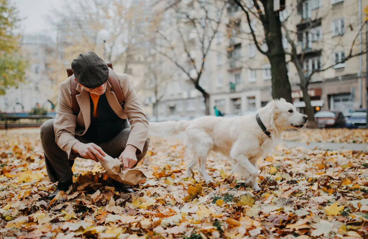crotte chien