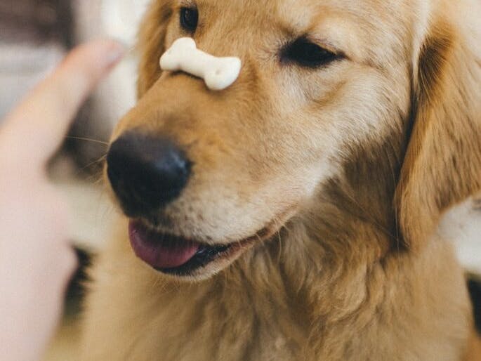 Chien avec une friandise sur le museau