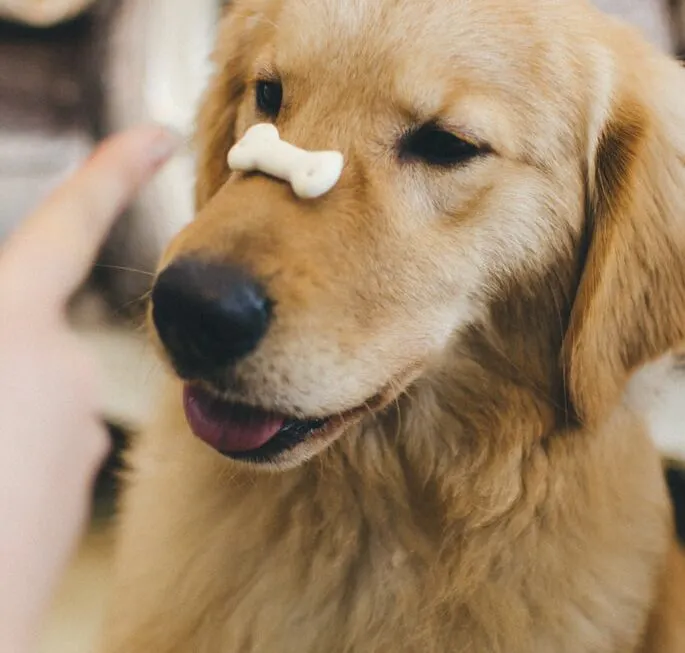 Chien avec une friandise sur le museau