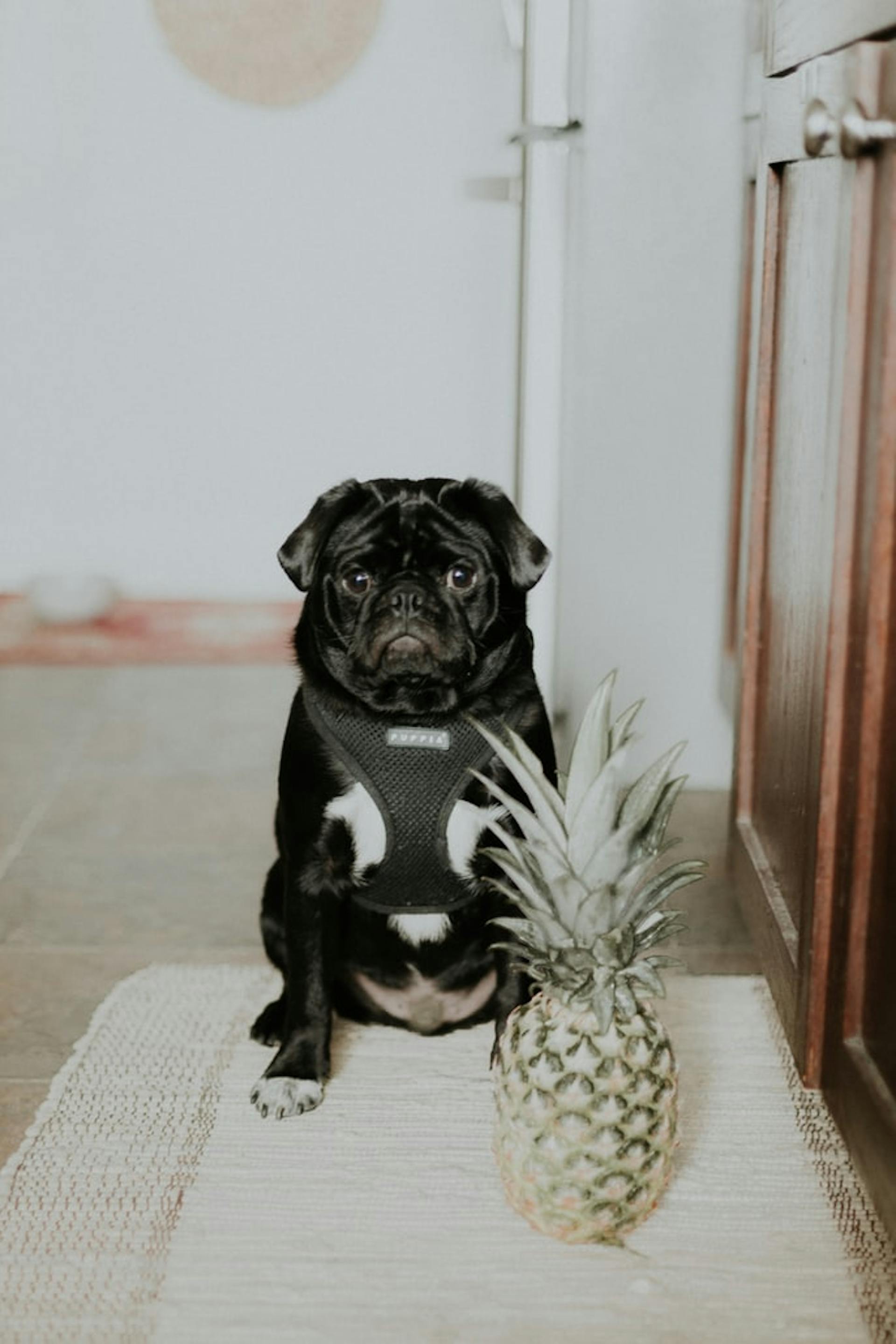 chien devant un ananas