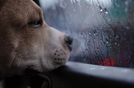 chien qui regarde par la fenêtre d'une voiture