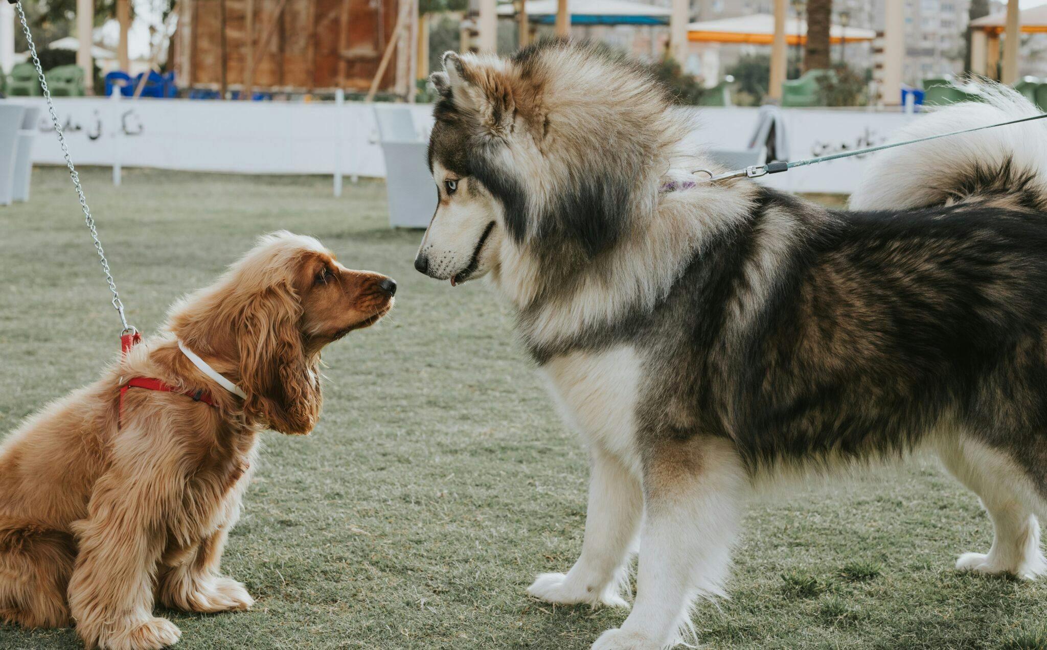 deux chien qui se regardent Source : Unsplash, mahmoudayad