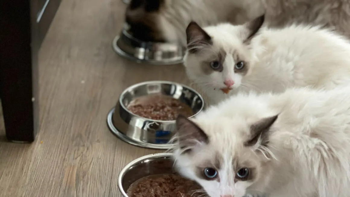 chats avec gamelle