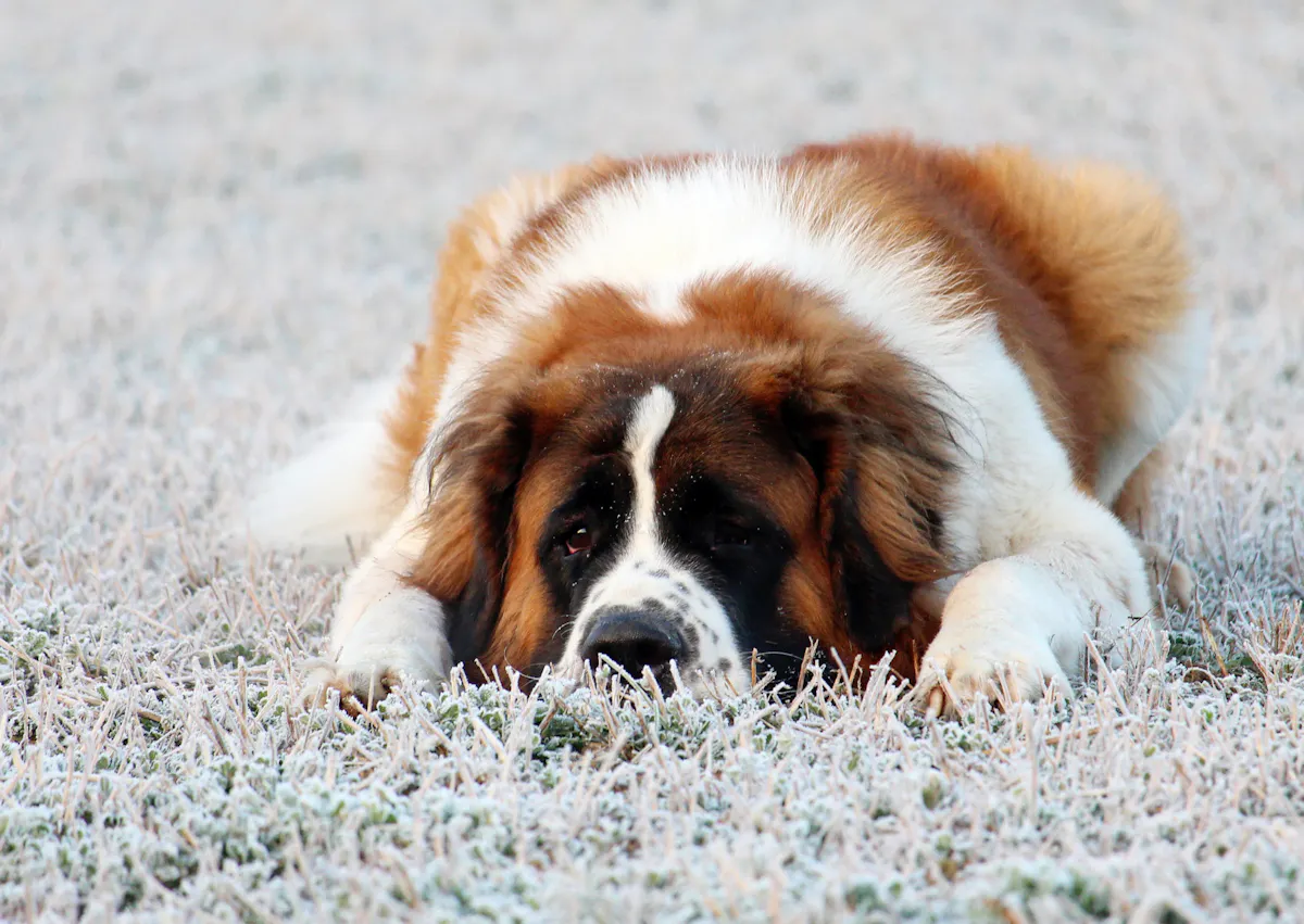 Saint-Bernard couché dans de l'herbe