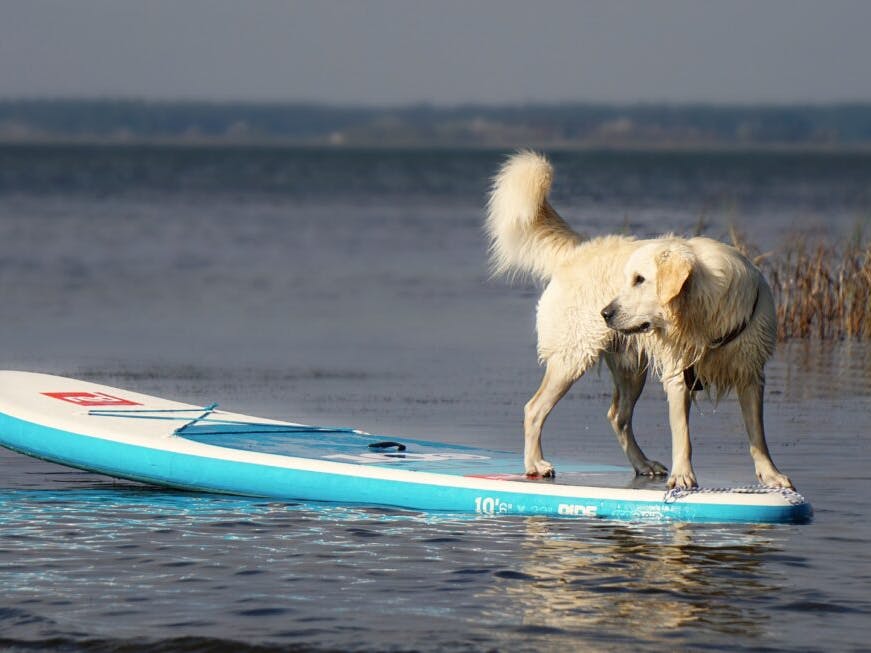 paddle chien