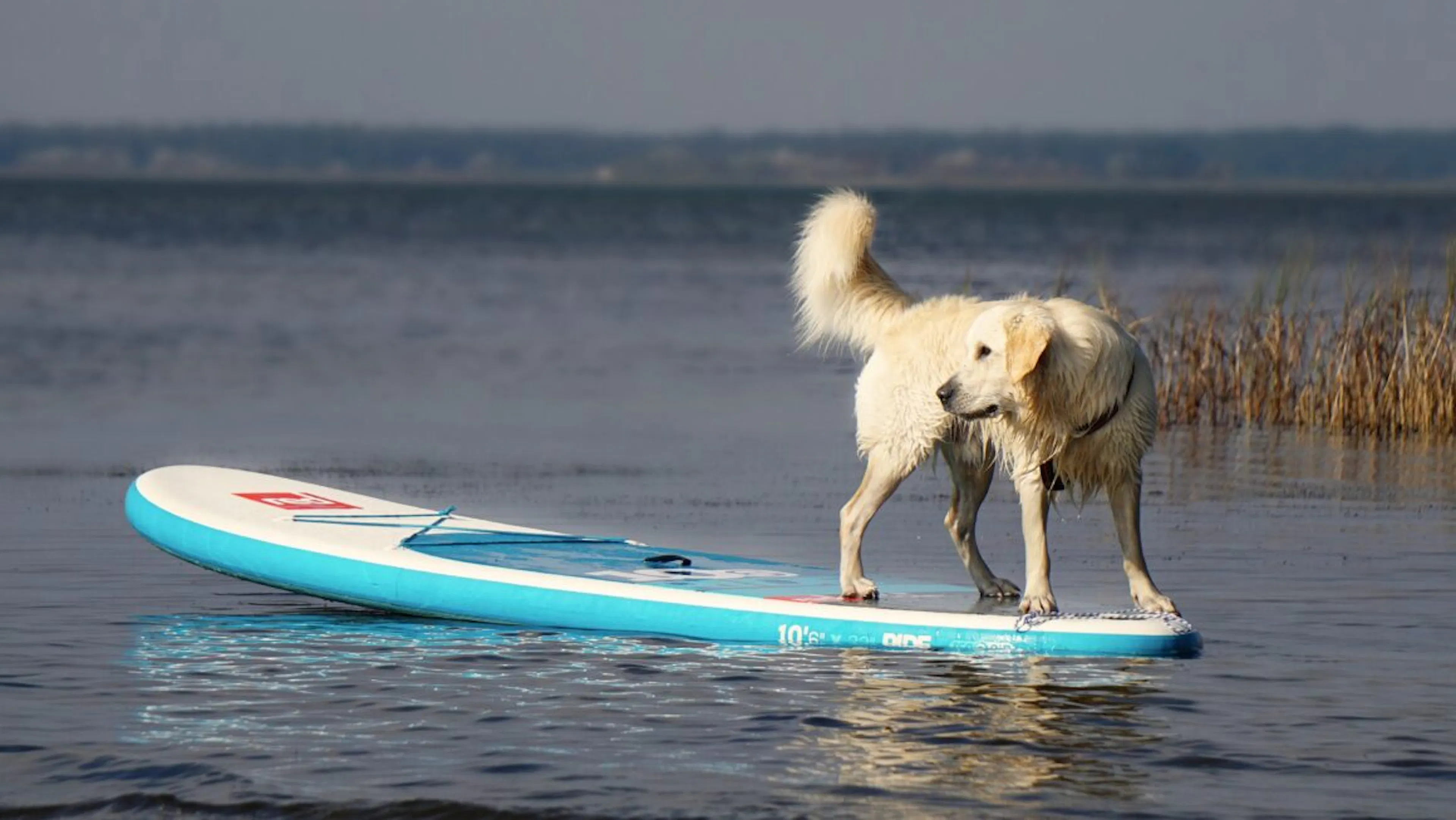 paddle chien