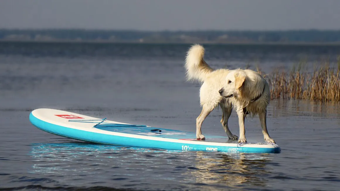paddle chien