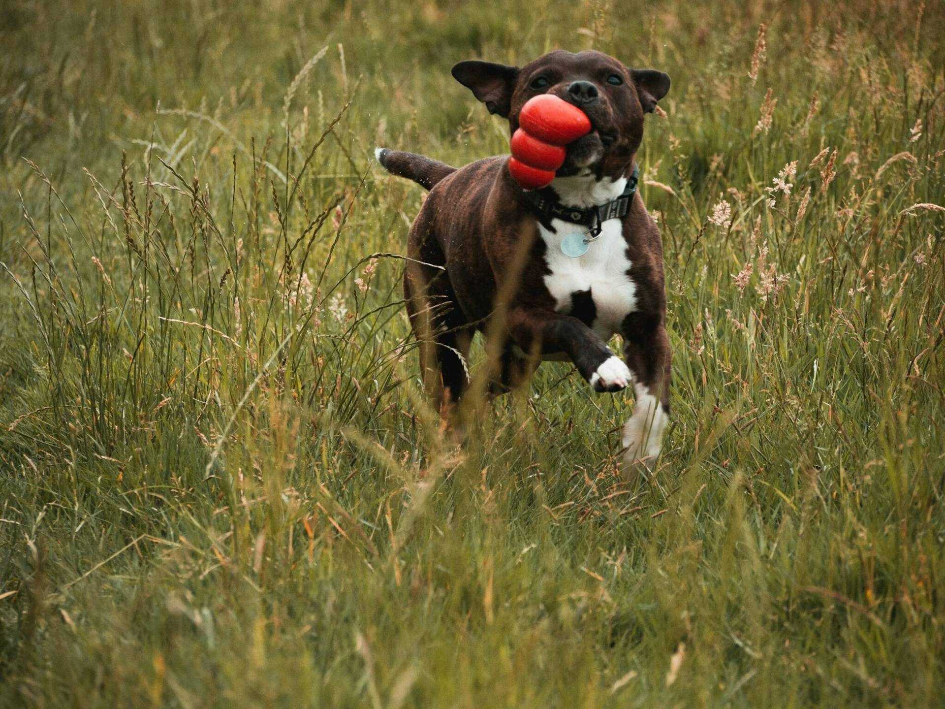 Chien avec un kong dans sa gueule